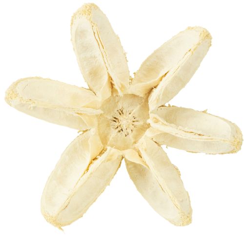Article Fleur décorative blanchie 12 pcs