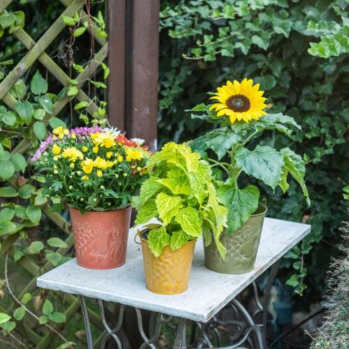 Floristik24 Seau déco fruits jaune, orange, vert lavé Ø12,5cm H12cm lot de 3