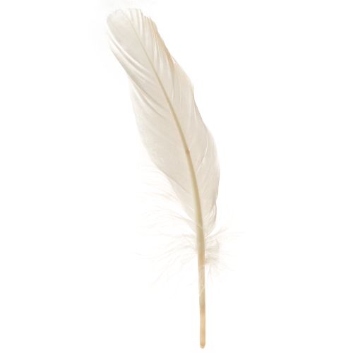 Plumes décoratives véritables plumes d&#39;oiseaux champagne 20g