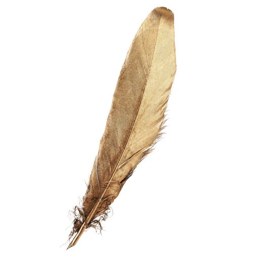 Floristik24 Plumes décoratives plumes de décoration de Noël dorées 15-20cm 12 pcs