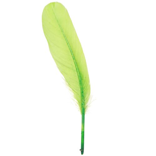 Floristik24 Plumes décoratives pour travaux manuels plumes d&#39;oie vert clair 20g x 2pcs