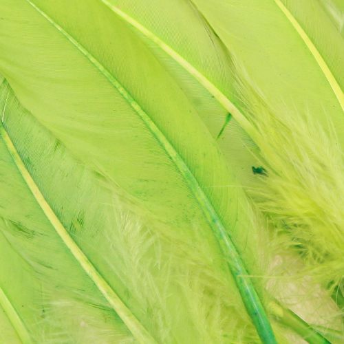 Article Plumes décoratives pour travaux manuels plumes d'oie vert clair 20g x 2pcs