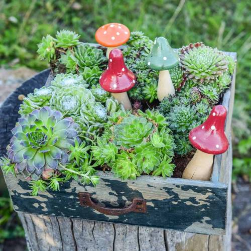 Floristik24 Set d'agaric mouche décoratif orange, vert, rouge 10/12 / 14.8cm
