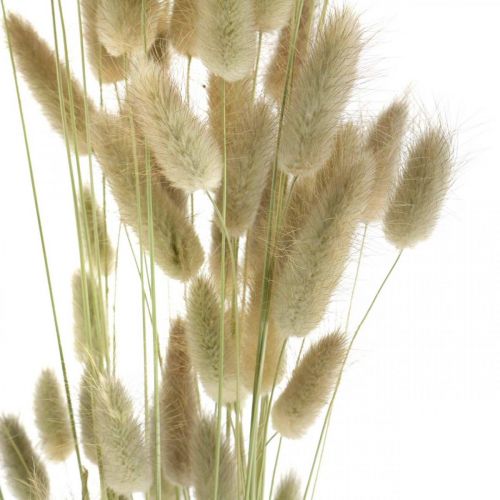 Article Lagurus séchés, fleurs séchées de Lagurus, herbe de Lagurus naturelle L30–70cm 45g