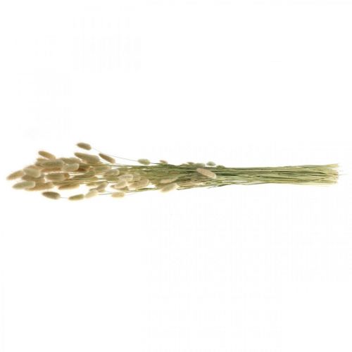 Article Lagurus séchés, fleurs séchées de Lagurus, herbe de Lagurus naturelle L30–70cm 45g