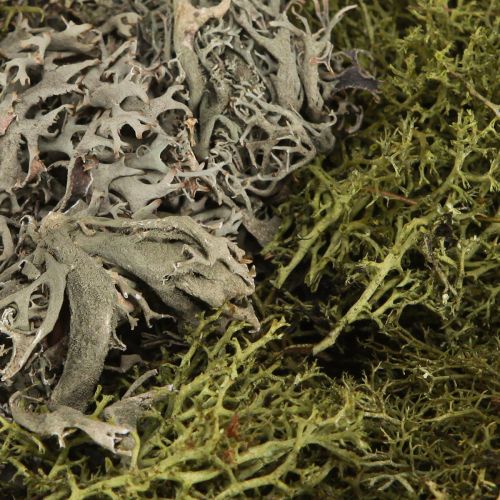 Article Mousse stabilisée et lichen pour compositions florales 250g