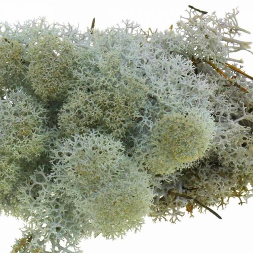 Article Mousse naturelle grise décorative pour l'artisanat, séchée et teinte 500g