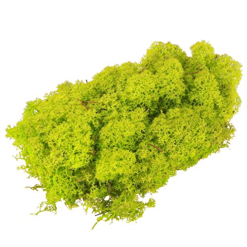 Article Mousse déco mousse de rennes vert clair stabilisée 400g