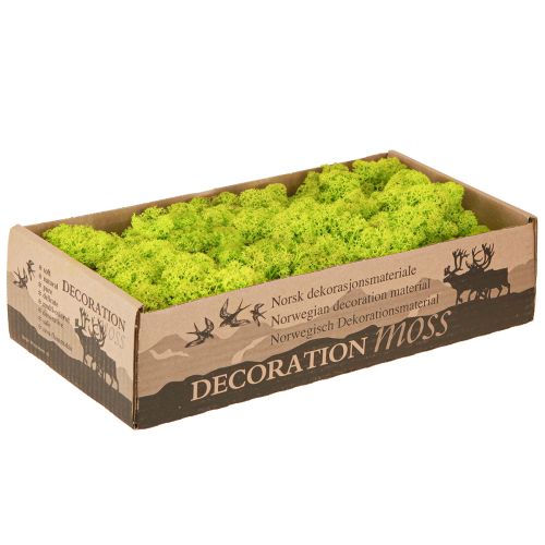 Article Mousse déco mousse de rennes vert clair stabilisée 400g