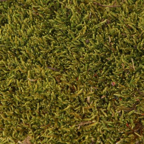 Article Mousse décorative pour travaux manuels Mousse naturelle vert clair conservée 150g