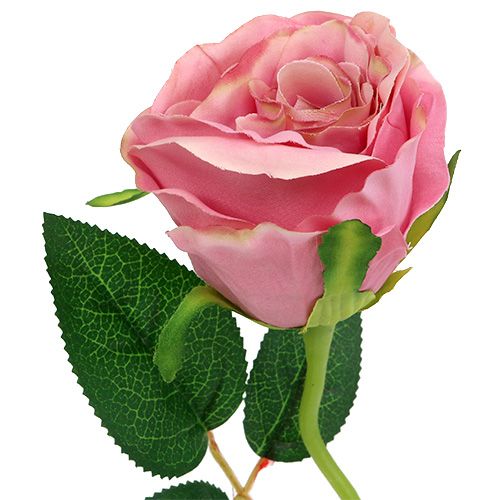 Floristik24 Rose déco Ø6cm Rose foncé L50cm 1P