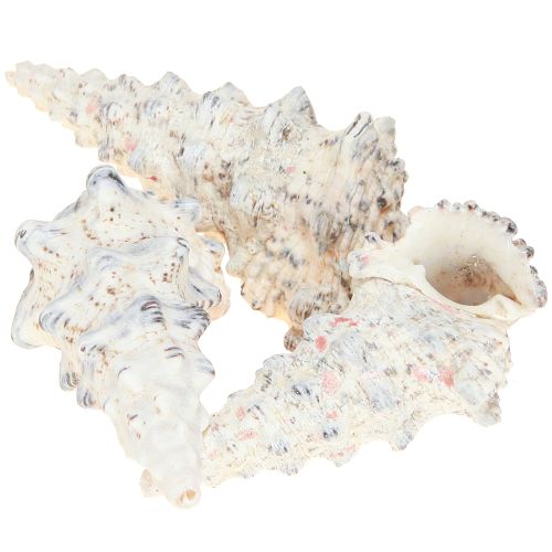 Article Coquilles d&#39;escargot décoratives noires et blanches, coquille décoration naturelle 1kg