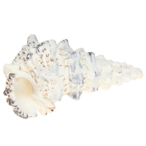Article Coquilles d&#39;escargot décoratives noires et blanches, coquille décoration naturelle 1kg