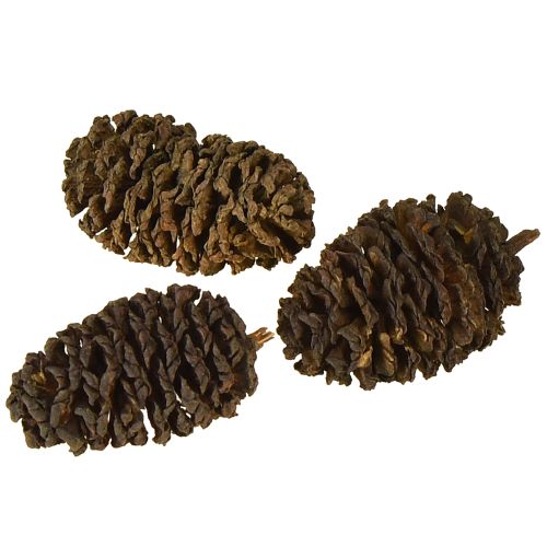 Article Cônes décoratifs en aulne naturel pour la décoration 3-4 cm 200 g