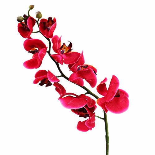 Floristik24 Orchidée décorative fuchsia 77 cm