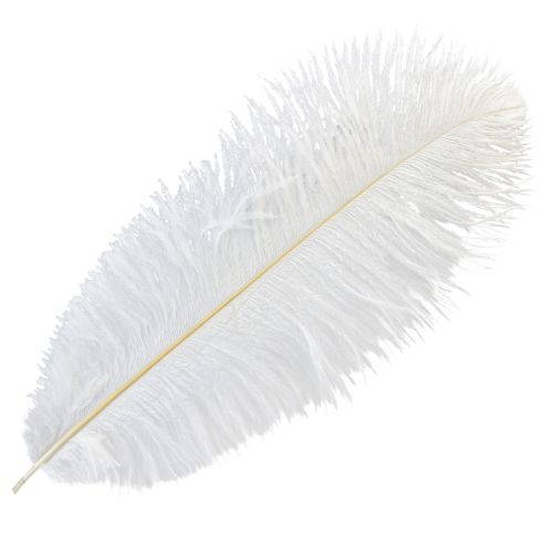 Plumes d&#39;autruche décoratives, vraies plumes, blanches, 38-40cm, 2 pièces