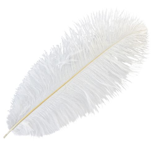 Floristik24 Plumes d&#39;autruche décoratives, vraies plumes, blanches, 38-40cm, 2 pièces