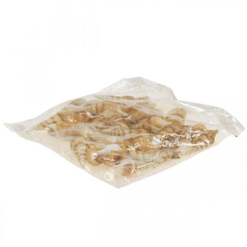 Floristik24 Coquille d&#39;escargot maritime déco pointu 1kg