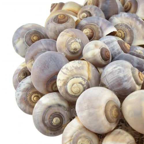 Floristik24 Couronne d&#39;escargots maritimes décorative à suspendre escargots de mer Ø25cm