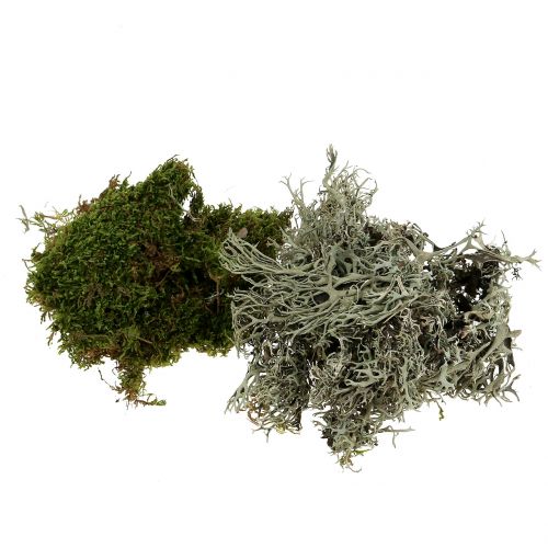 Floristik24 Mélange de mousse décorative naturel, vert 500g