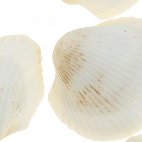 Floristik24 Déco Coquillage Blanc Véritables coquillages dans un filet de raphia déco maritime 400g