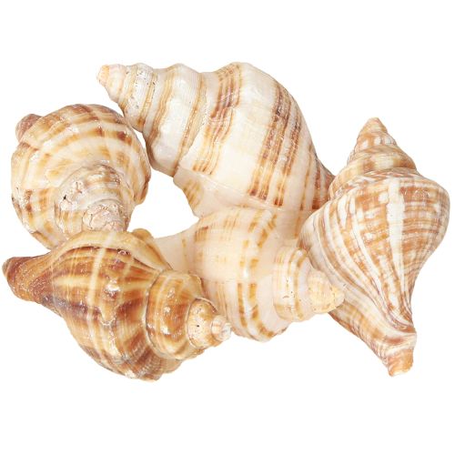 Coquillages décoratifs crème marron rayés 3 cm–8 cm 300 g