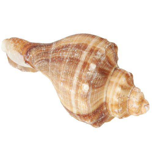 Article Coquillages décoratifs crème marron rayés 3 cm–8 cm 300 g