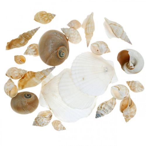 Floristik24 Coquilles d&#39;escargots déco Escargots de mer nature Décoration maritime 350g