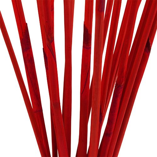 Floristik24 Bâtons décoratifs, Elephant Reed Rouge 20 pcs