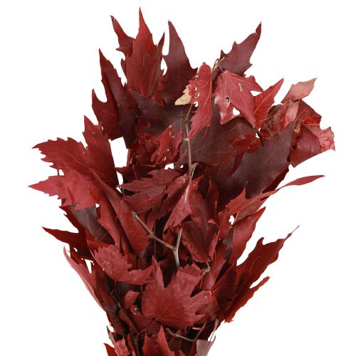 Floristik24 Branches décoratives feuilles d&#39;érable feuilles d&#39;érable décoratives rouges 50-60cm 100g