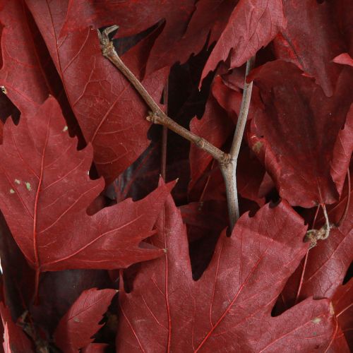 Floristik24 Branches décoratives feuilles d&#39;érable feuilles d&#39;érable décoratives rouges 50-60cm 100g