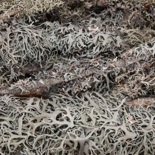 Article Branches décoratives mousse grise branches décoratives branches de lichen 30-60cm 1kg