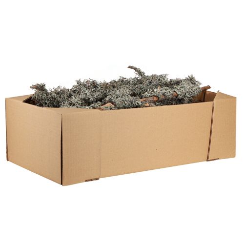 Article Branches décoratives mousse grise branches décoratives branches de lichen 30-60cm 1kg