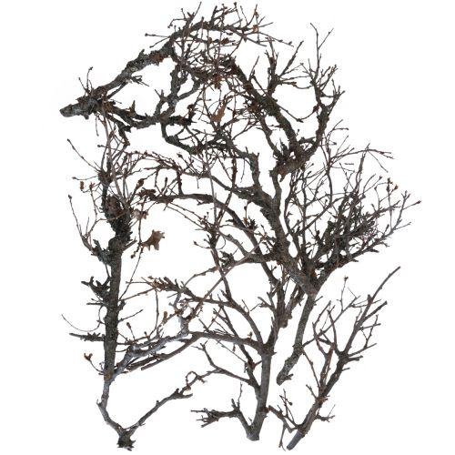 Branches déco bonsaï bois déco branches 15-30cm 650g