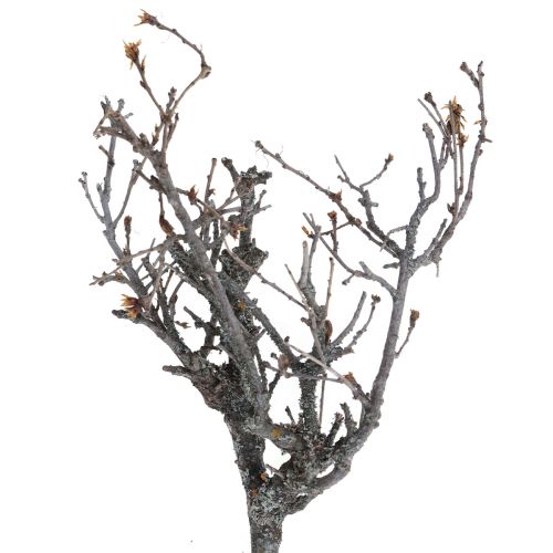 Branches déco bonsaï bois déco branches 15-30cm 650g