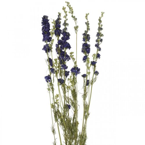 Floristik24 Delphinium séché, fleuristerie sèche, bleu delphinium L64cm 25g