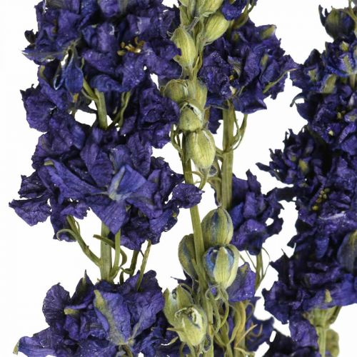 Article Delphinium séché, fleuristerie sèche, bleu delphinium L64cm 25g