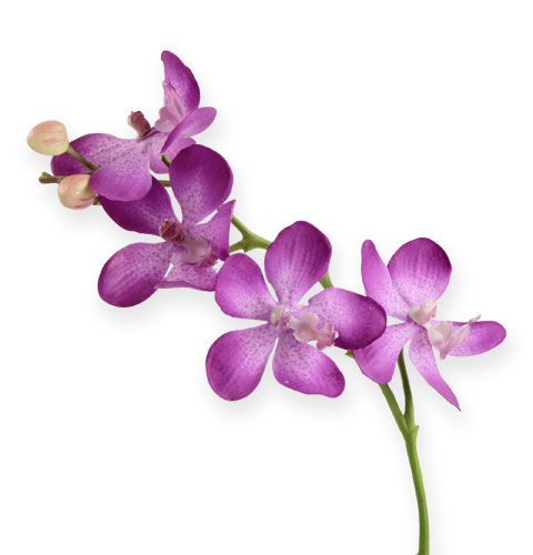 Floristik24 Orchidée lilas 38cm