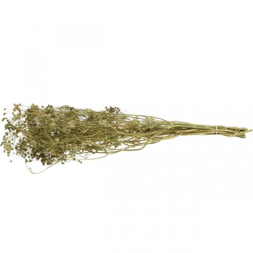 Article Fleurs séchées aneth fleuriste sèche naturelle 50cm 20 pcs