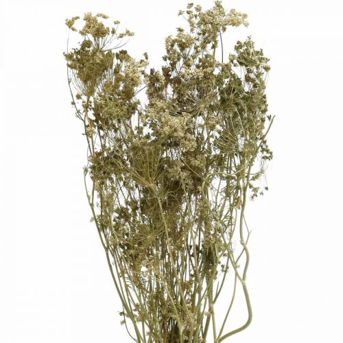Floristik24 Fleurs séchées aneth nature sec floristique 50cm 20p