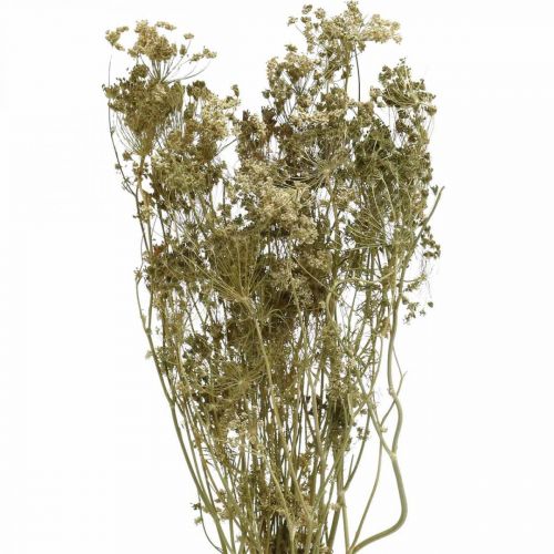Article Fleurs séchées aneth fleuriste sèche naturelle 50cm 20 pcs