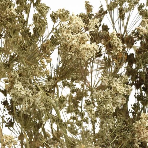 Article Fleurs séchées aneth fleuriste sèche naturelle 50cm 20 pcs