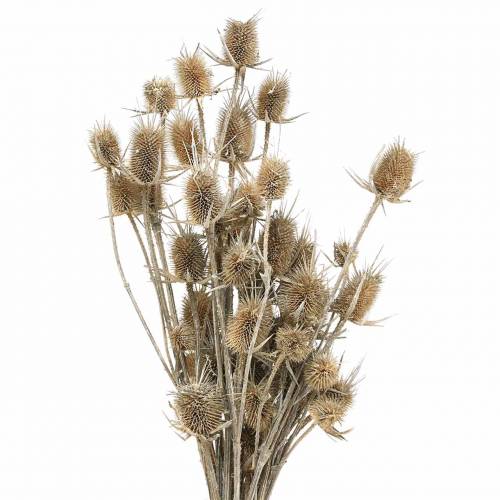 Floristik24.be Fleurs séchées Chardon Blanc lavé 60cm 100g - acheter pas  cher en ligne