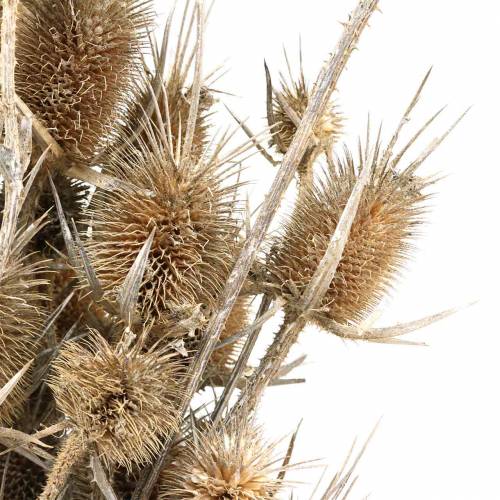 Floristik24 Fleurs séchées Chardon Blanc lavé 60cm 100g