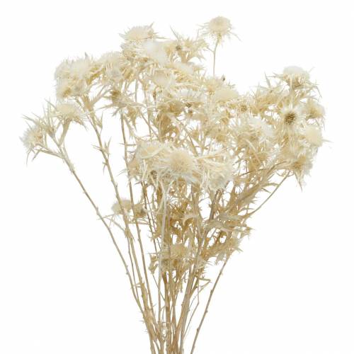 Floristik24 Branche de Chardon Fleur Séchée Blanchie 80g