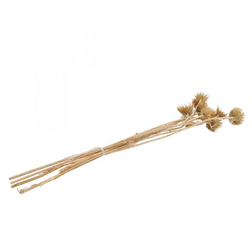 Floristik24 Chardon branche décorative séchée chardon de montagne chardon alpin 10 pcs