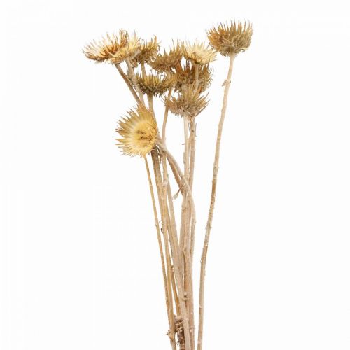 Floristik24 Chardon branche décorative séchée chardon de montagne chardon alpin 10 pcs