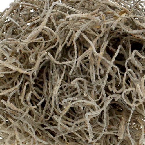 Floristik24 Mousse de jungle naturelle 250g