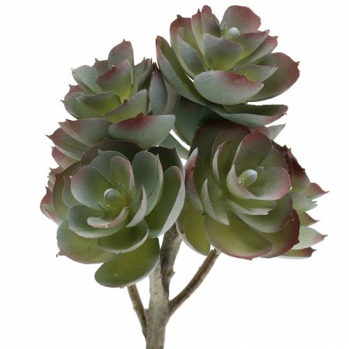 Floristik24 Succulente Echeveria vert foncé 21cm 3pcs