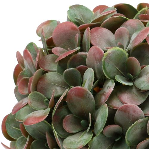 Floristik24 Balle Echeveria vert artificiel, Ø22cm rouge